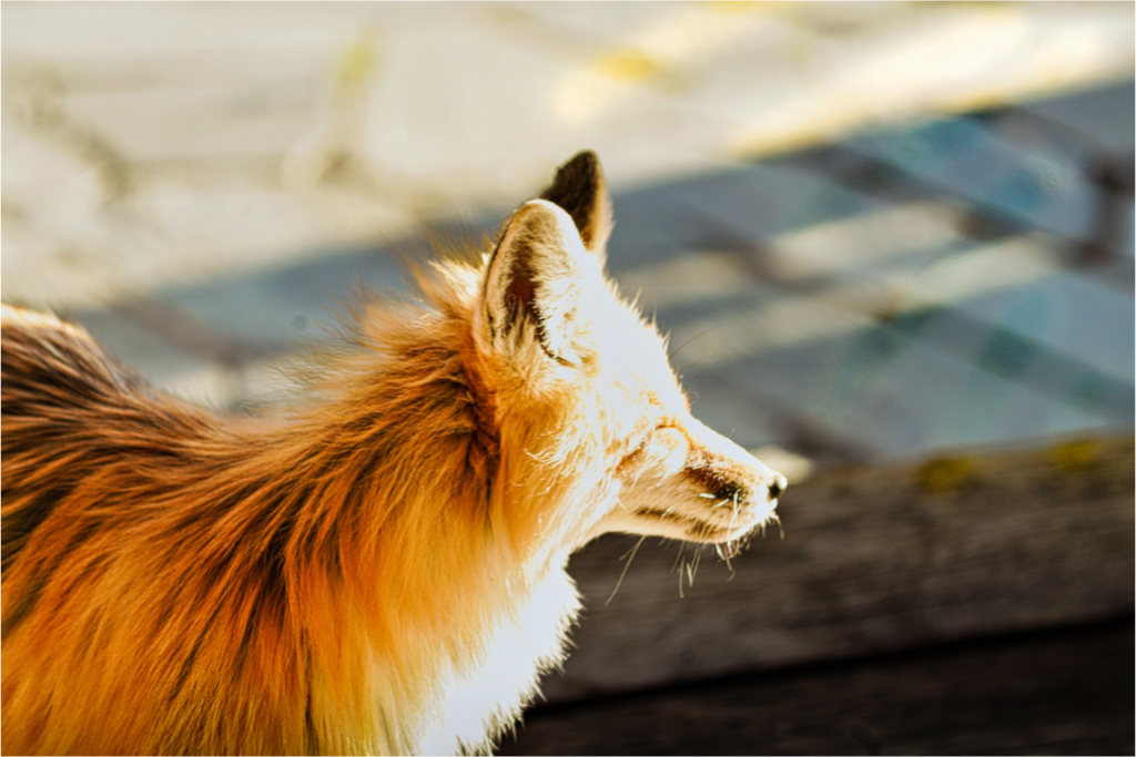Main image Fox