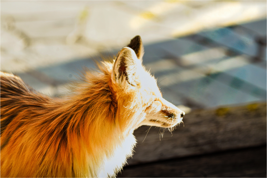 Main image Fox