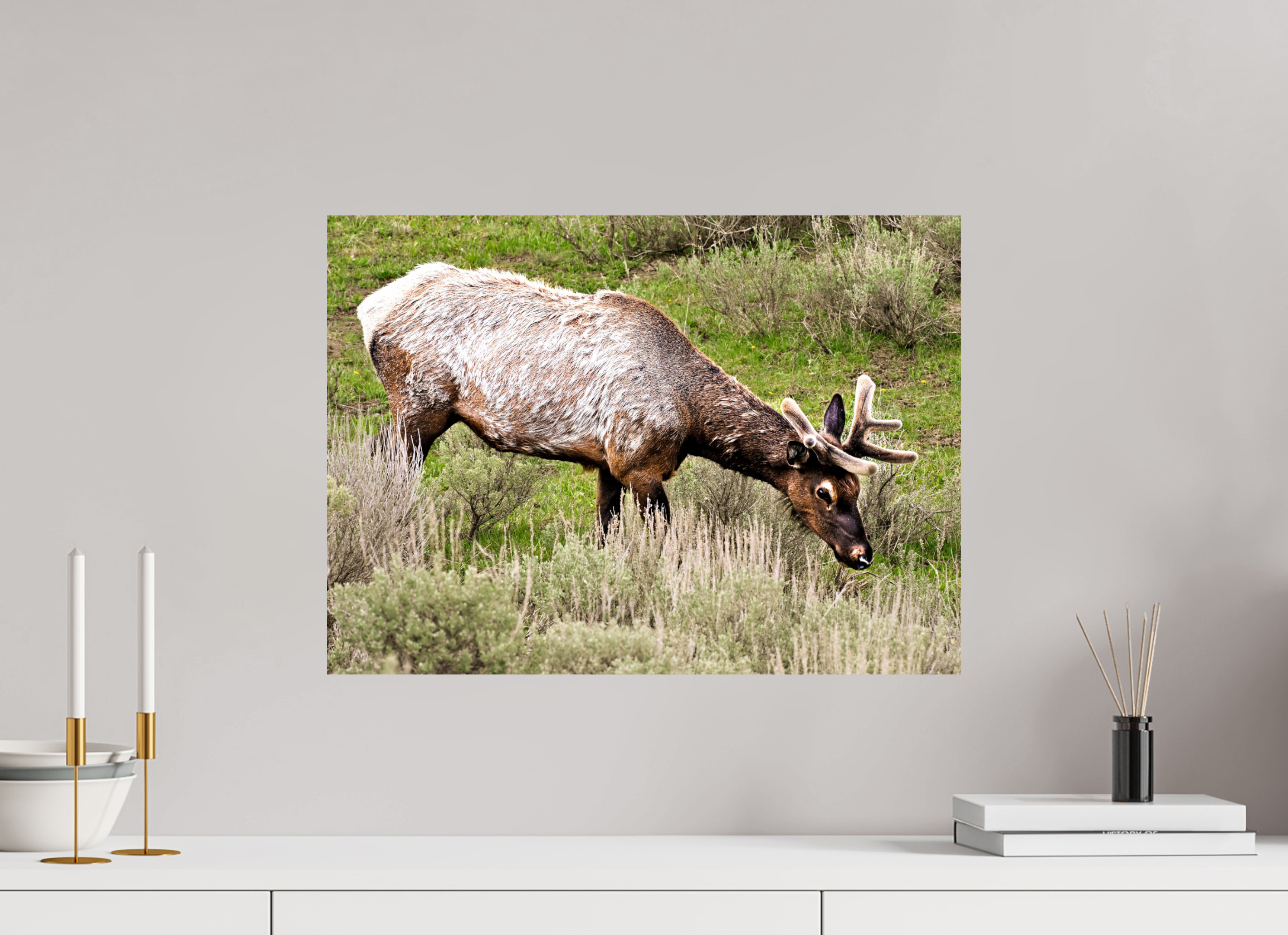 22.1 x 16″, PHOTO PAPER Elk