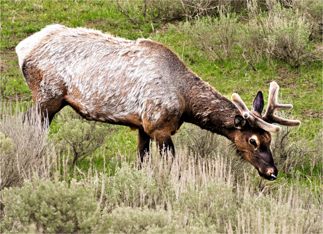 Main image Elk