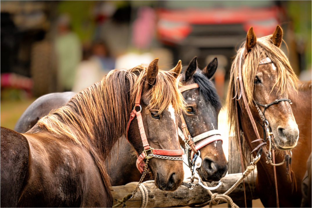 Main image Pack Horse Trio
