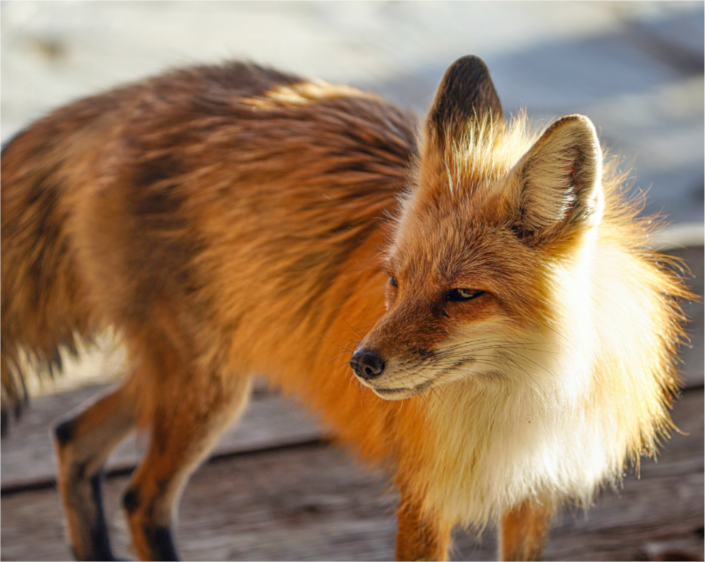 Main image Fox