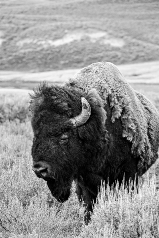 Main image Monochrome Bison