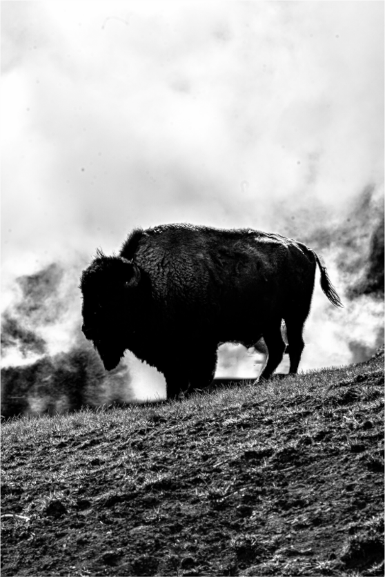 Main image Monochrome Bison