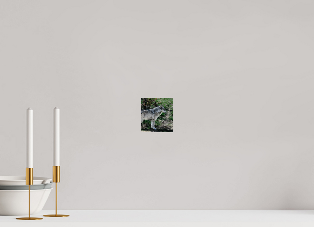 4 x 4.4″, PHOTO PAPER Wolf Standing