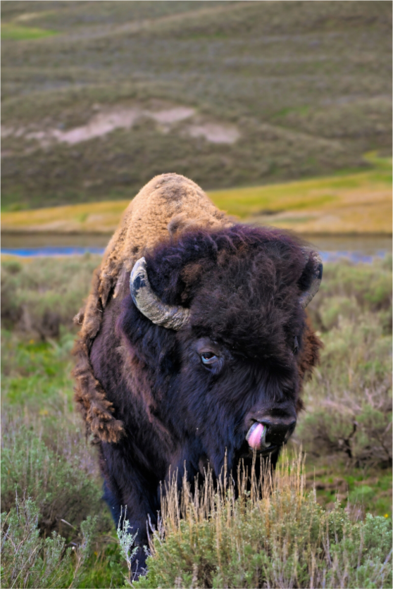 Main image Bison with Tongue