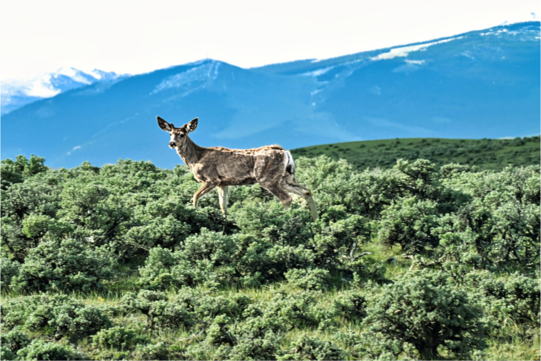 Main image Deer