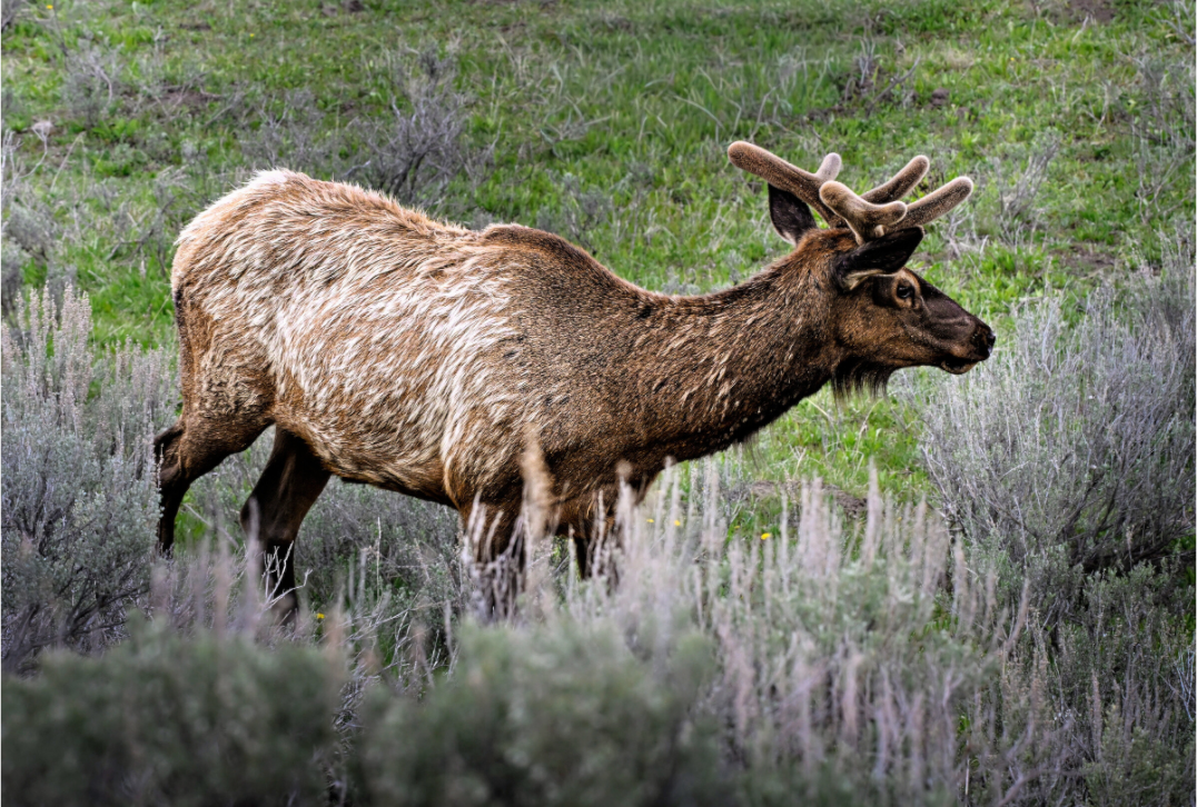 Main image Elk