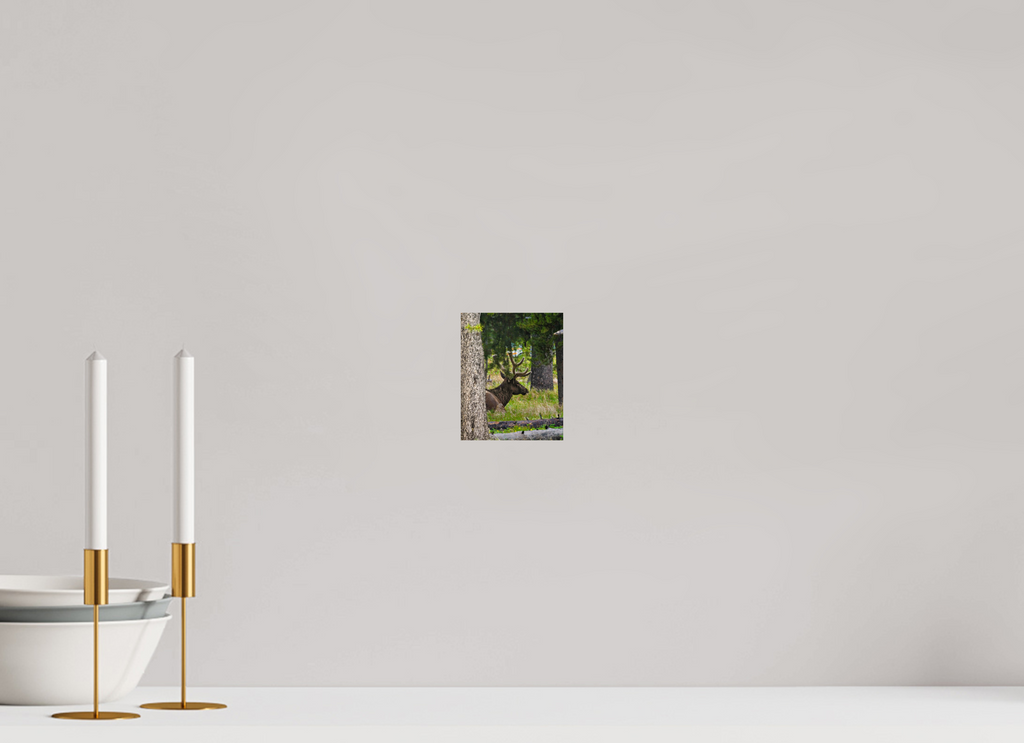 4 x 5″, PHOTO PAPER Elk
