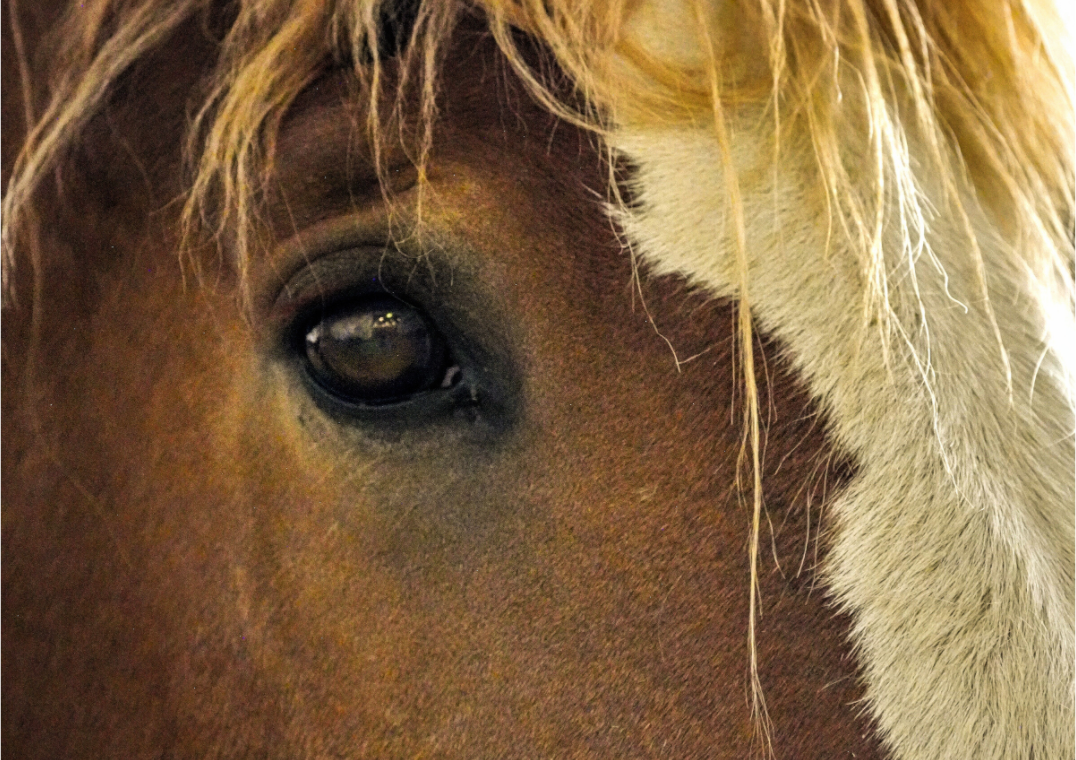 Main image Tiny Tim Eye