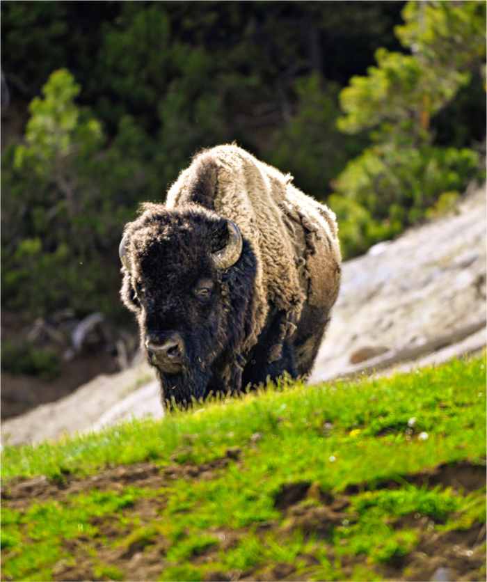 Main image Bison Portrait