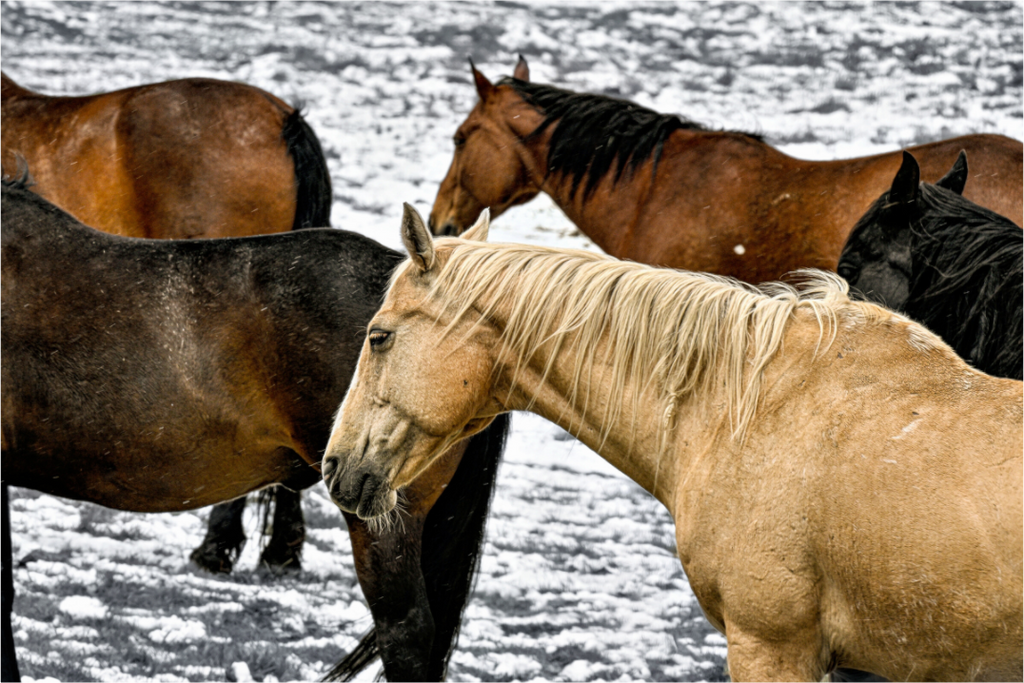 Main image Colorful Horses
