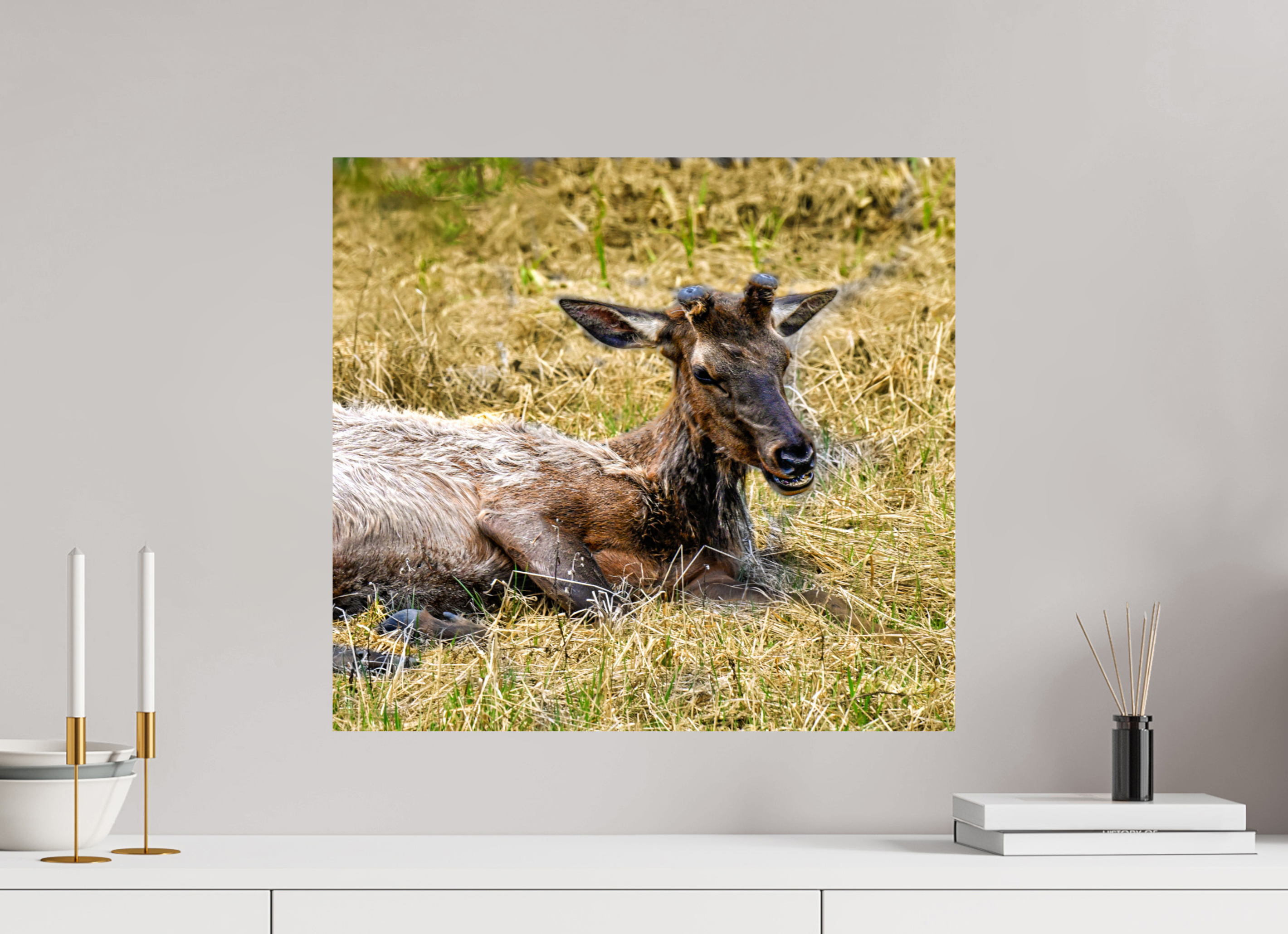 21.7 x 20″, PHOTO PAPER Elk