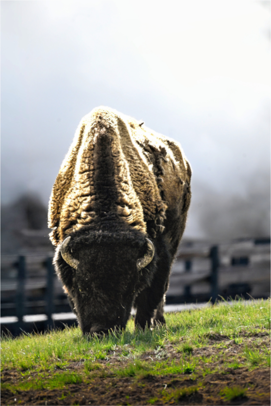Main image Bison Grazing