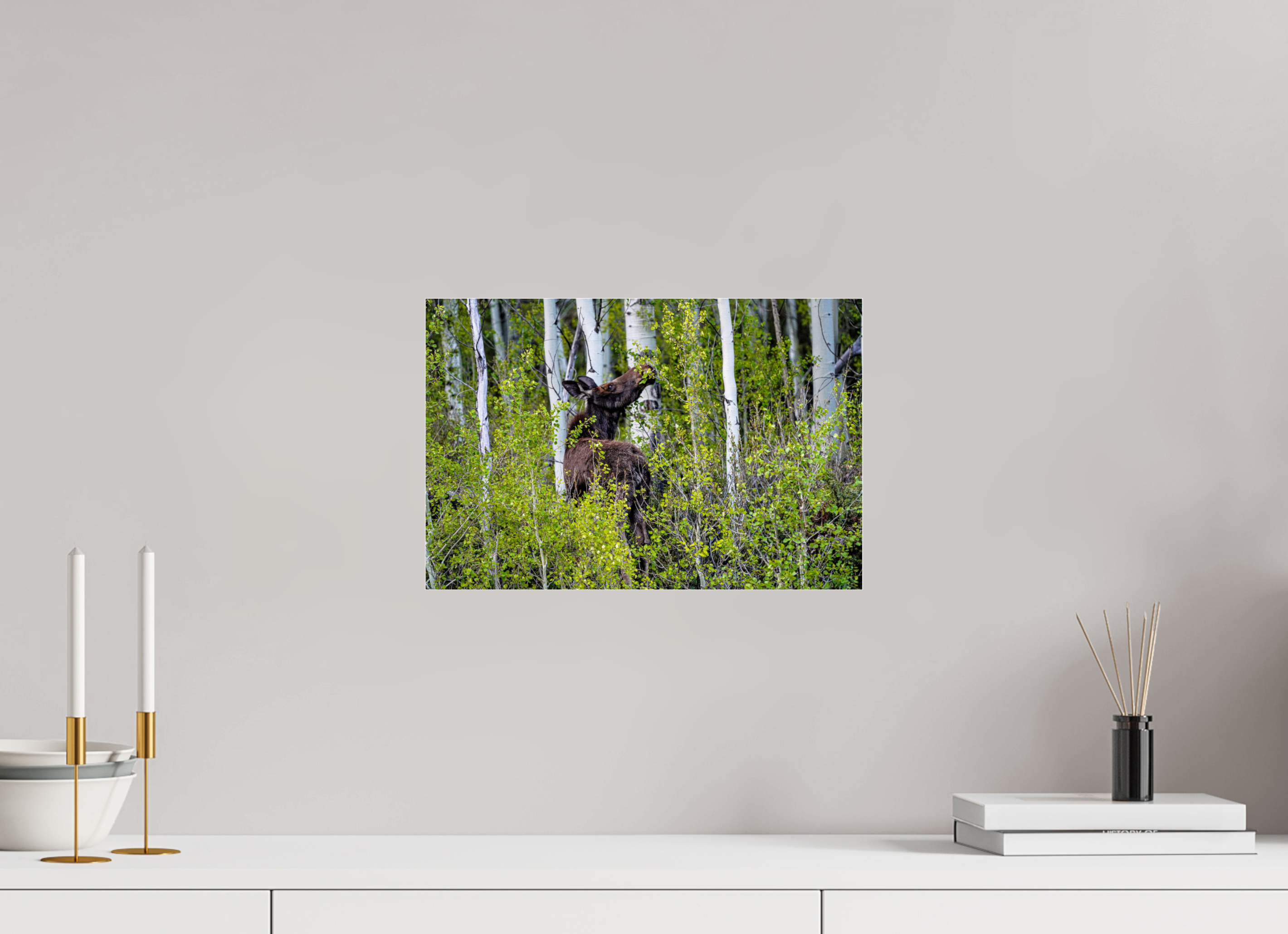 15 x 10″, ACRYLIC Cow Moose Snacking on Aspens