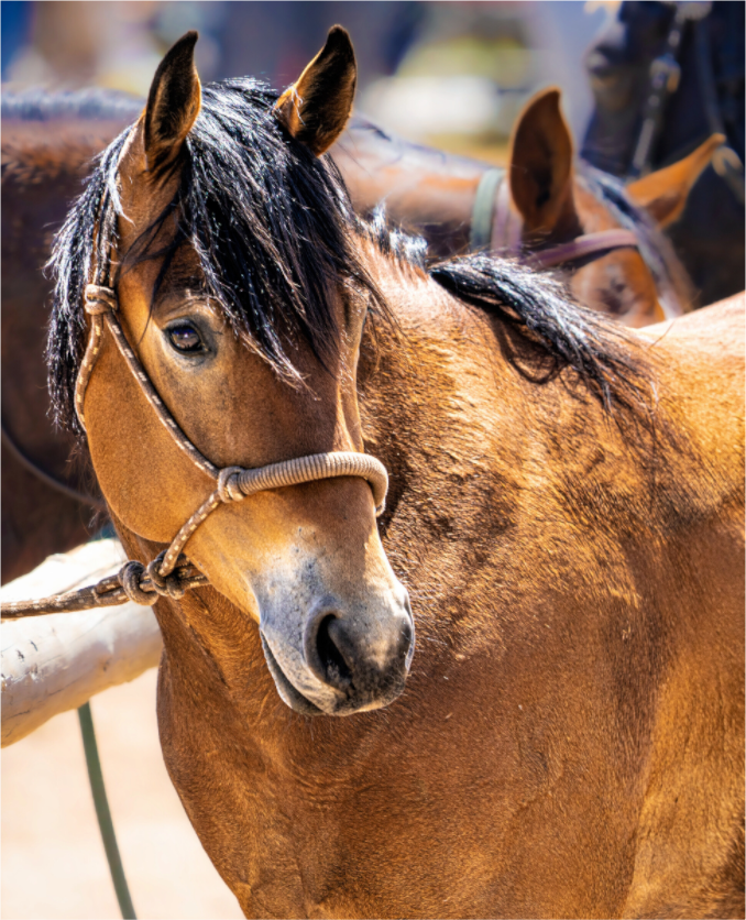 Main image Pack Horse Portrait 5